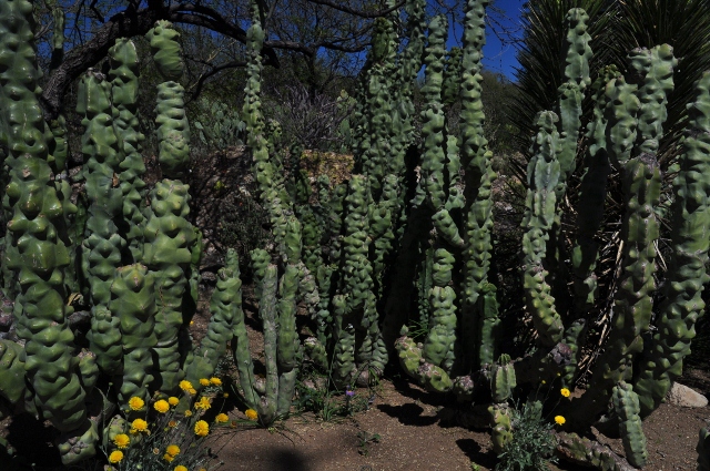 totem pole cactus
